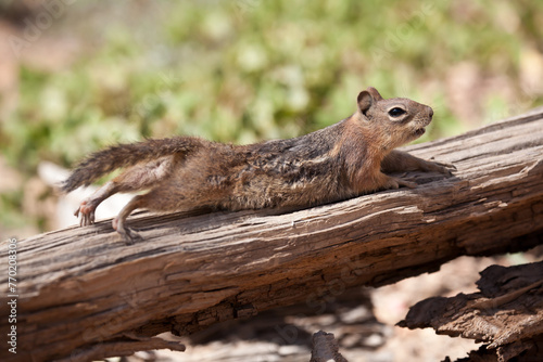 squirrel in the tree