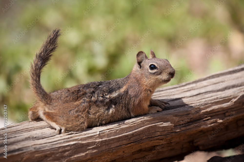 Obraz premium squirrel eating nut