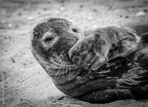 Seal on CapeCod photo