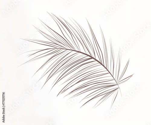 Palm leaf, thin stem. The leaf is dark green and has a slightly wavy texture.