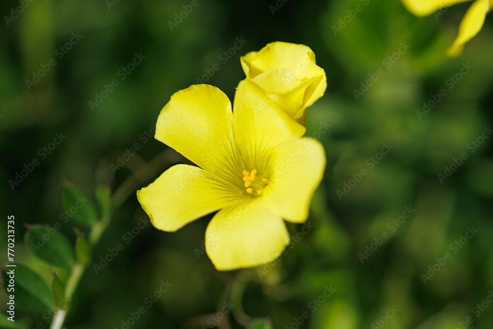 黄色い花のオオキバナカタバミ 黄色い花のオオキバナカタバミ