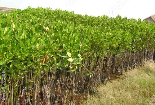 Rhizophora mucronata also called mangrove akar lingkaran, bakau merah or bakau Asia. Planted to prevent sea water abrasion photo