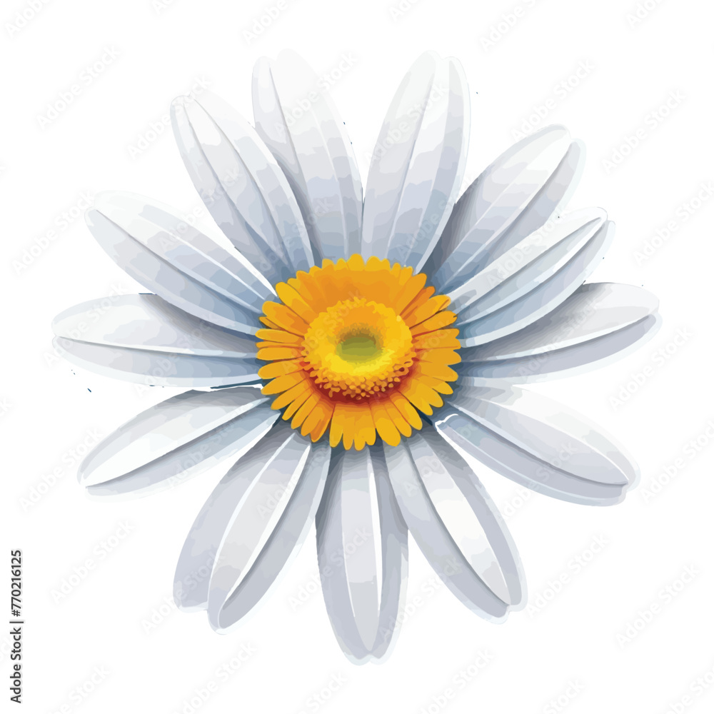 beauty daisy flower vector isolation