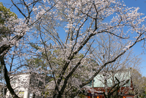 Wallpaper Mural 葛飾八幡宮参道の桜（千葉県市川市八幡４丁目） Torontodigital.ca