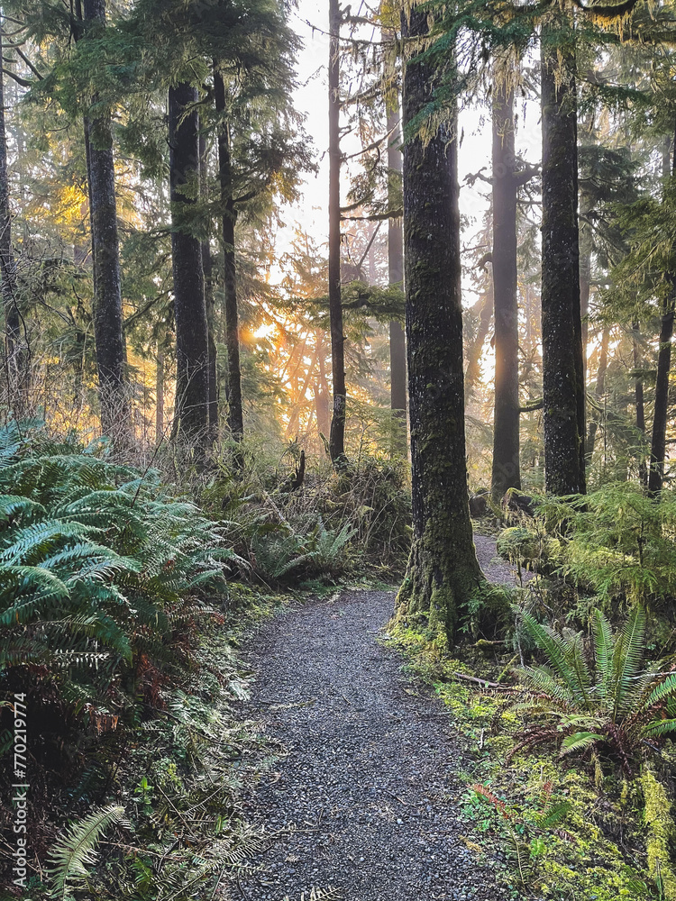 Obraz premium Bogachiel Trail