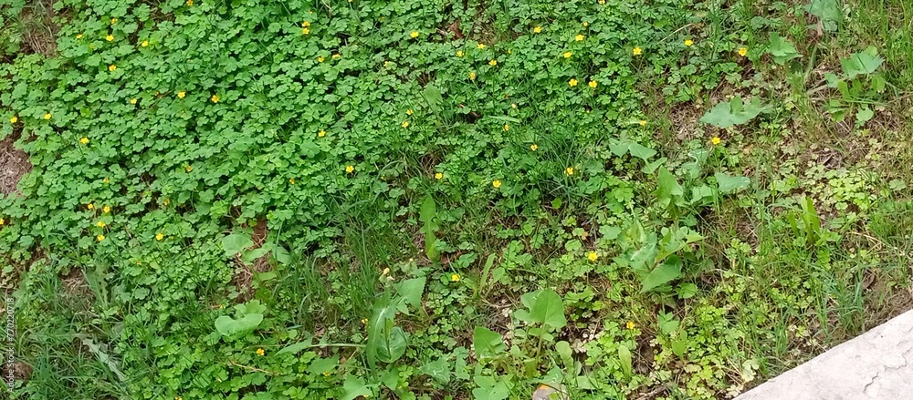 Fototapeta premium A green grass with yellow flowers on a sidewalk, Nature always finds a way to thrive in unexpected places like these yellow flowers on a countryside