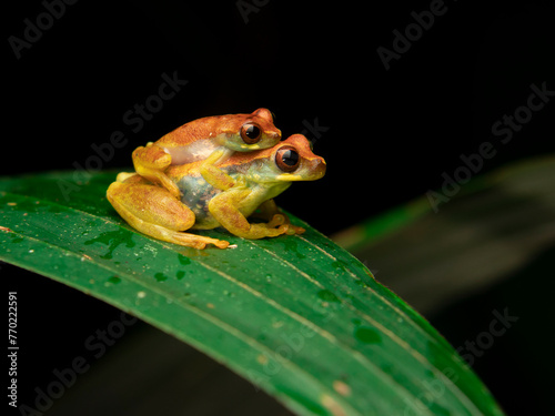 Dendropsophus sp. Treefrog on leaf. photo