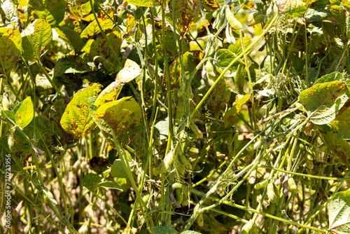 Raw soybeans on a plantation in Brazil. Close up photo