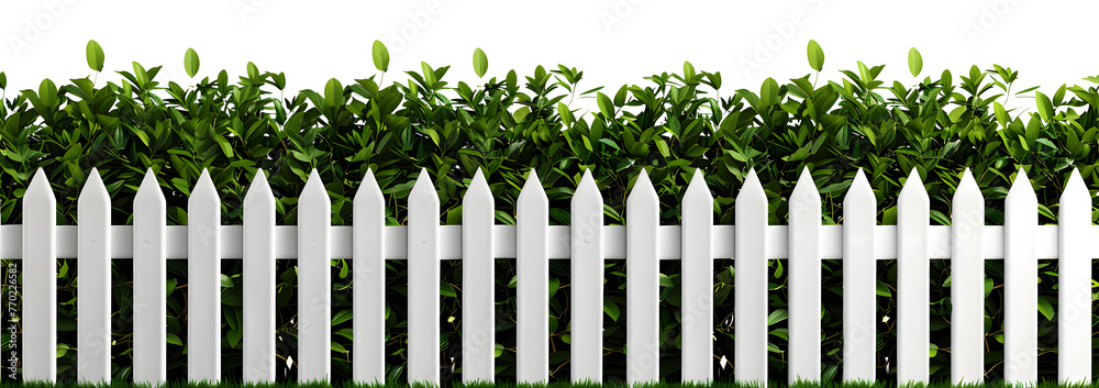 Lush green bushes over white picket fence, cut out on transparent PNG