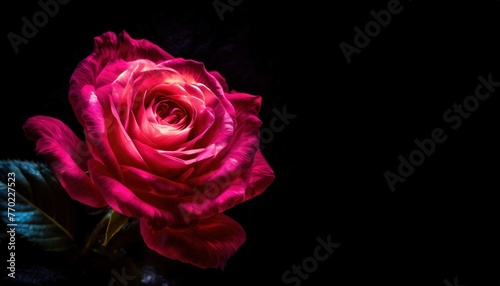 Glowing Pink Rose on Black Background © VGV