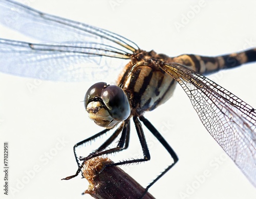 Close-up of a dragonfly isolated against a plain background © Rex Wholster