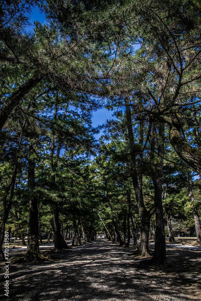 Fototapeta premium 出雲大社