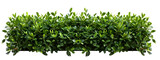 Lush green hedge trimmed neatly,  cut out isolated on white background or transparent PNG