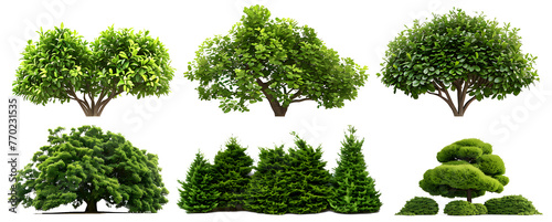 Set of green garden bushes  cut out isolated on white background or transparent PNG