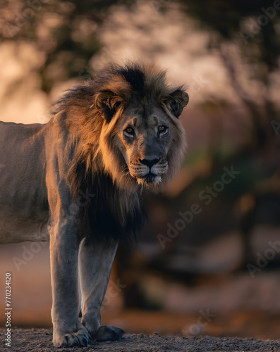 Fototapeta Naklejka Na Ścianę i Meble -  lion in the wild