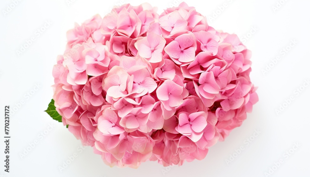 close-up of romantic hydrangea foliage pink flowers, romantic floral pink background for banner close-up of romantic hydrangea foliage pink flowers, romantic floral pink background for banner