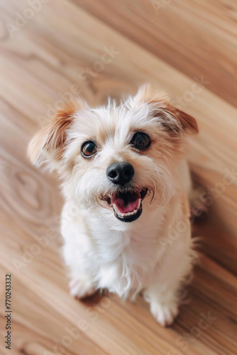 A hilarious close-up of a mischievous dog with a goofy expression