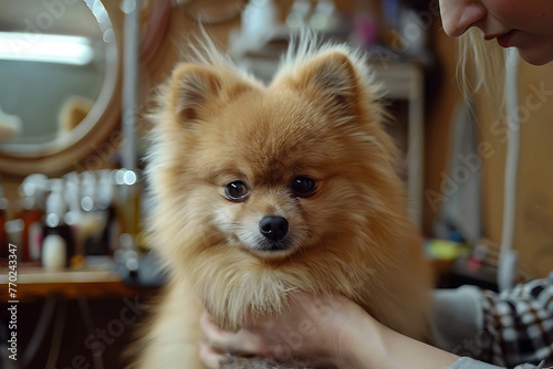 spitz in the hands of a female groomer in a grooming salon