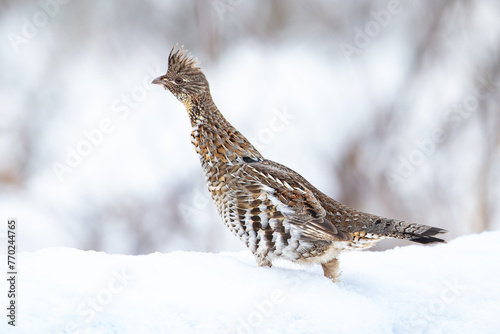 Ruffed Grouse