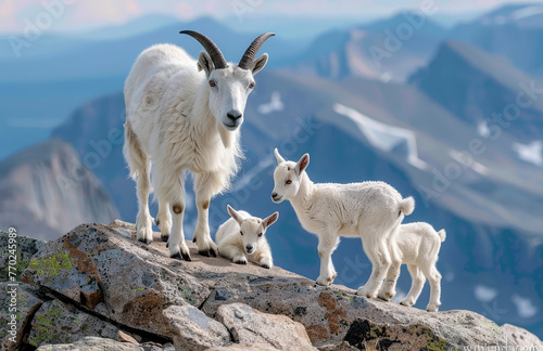 a mountain goat with two young baby goats at the top of a peak at Mountiking in Colorado, USA