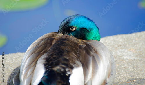 Sleeping mallard 2