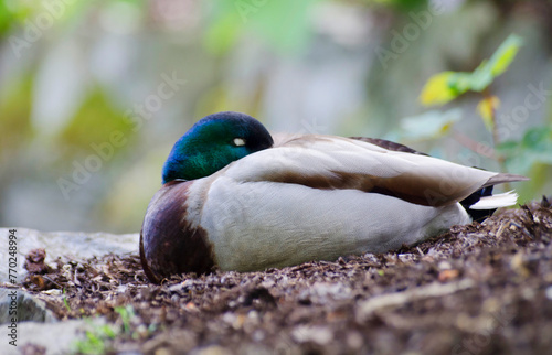 Sleeping mallard 1