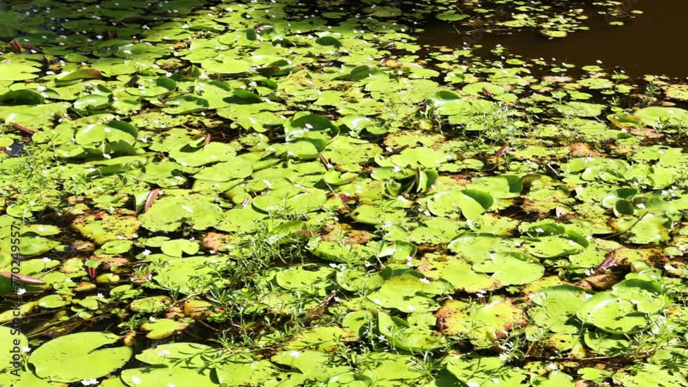 Pond Life Through Time-Lapse Pond Life Through Time-Lapse