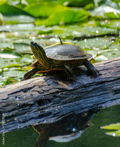Turtle in the pond on a log 5