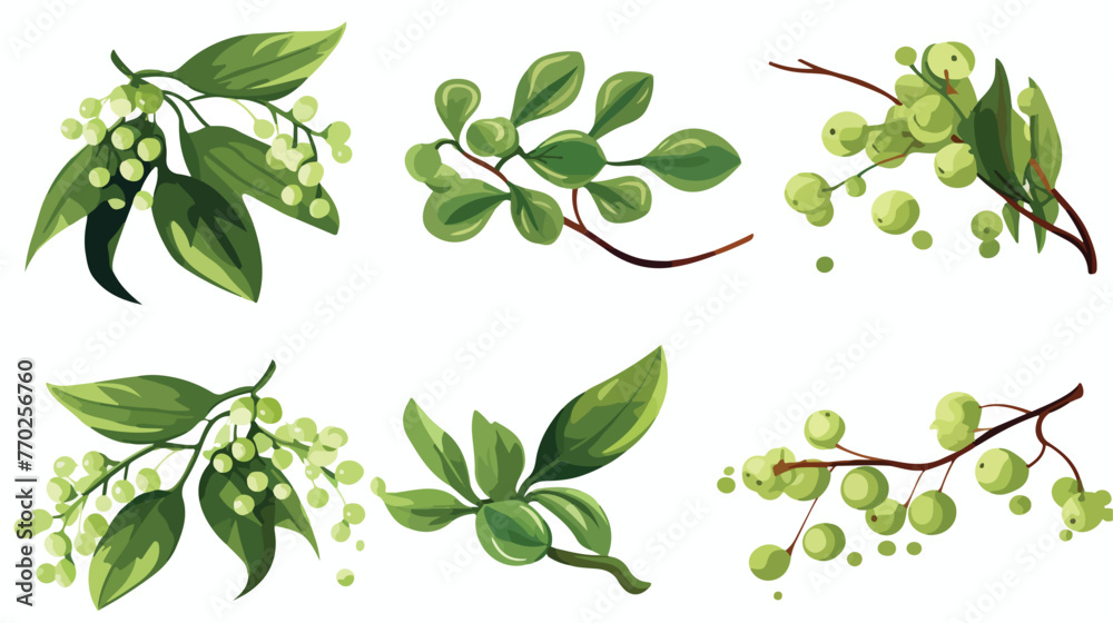 Mistletoe or Viscum Branches with Oblong Leaves and