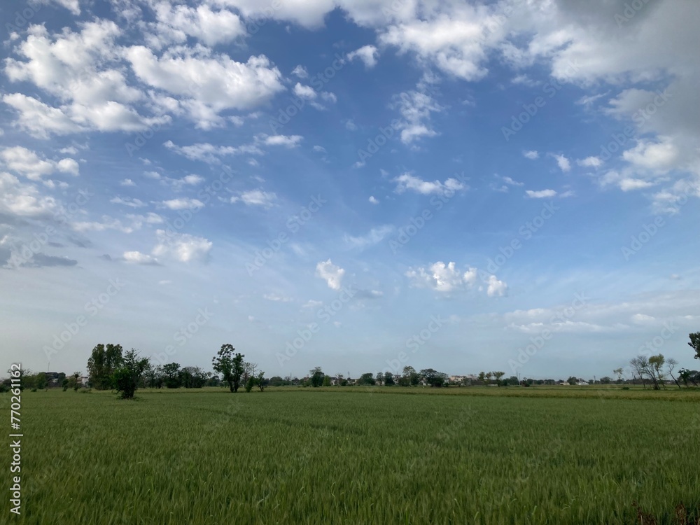 field with blue sky