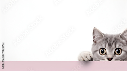 a cat is looking from behind a pink wall adorable spying vigilant white wall background