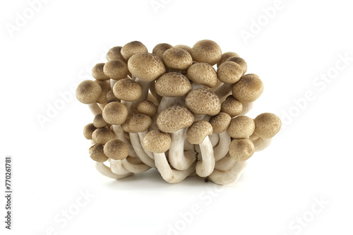 Group of Shimeji mushrooms isolated white background