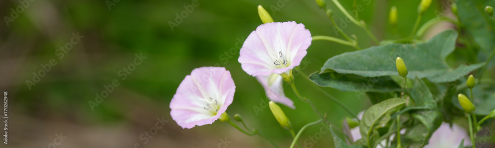 Field bindweed (Convolvulus arvensis) flowers banner art 