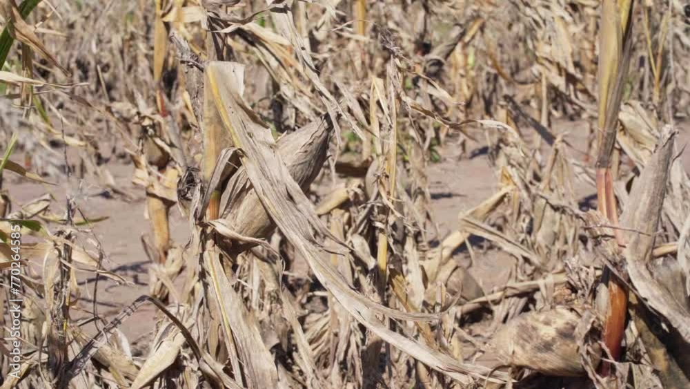 Closeup of ripened corn plants in a cornfield Closeup of ripened corn plants in a cornfield