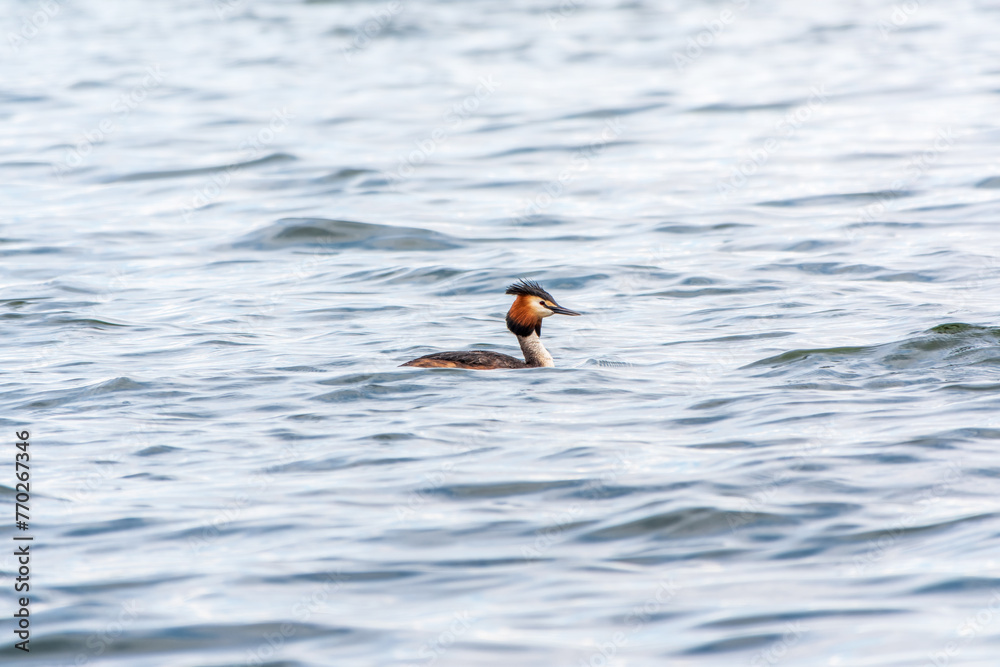 The waterfowl bird Great Crested Grebe swimming in the calm lake The waterfowl bird Great Crested Grebe swimming in the calm lake