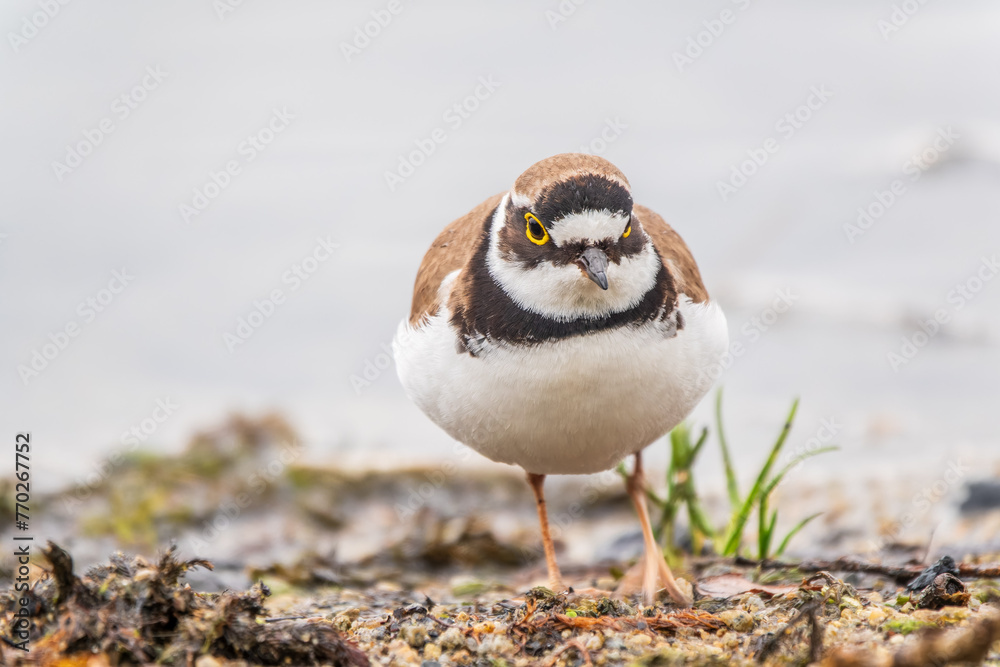 Little ringed plover (Charadrius dubius), bird standing on the lake shore Little ringed plover (Charadrius dubius), bird standing on the lake shore