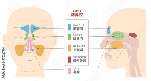 副鼻腔を正面と横向き（矢状面）から見た解剖学の図説イラスト photo