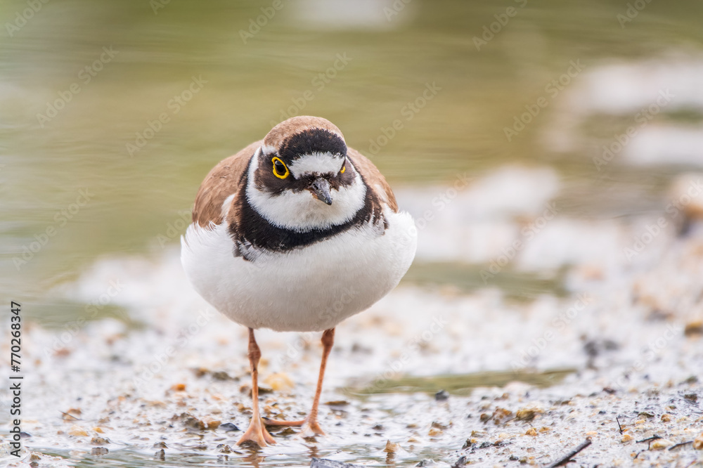Little ringed plover (Charadrius dubius), bird standing on the lake shore Little ringed plover (Charadrius dubius), bird standing on the lake shore