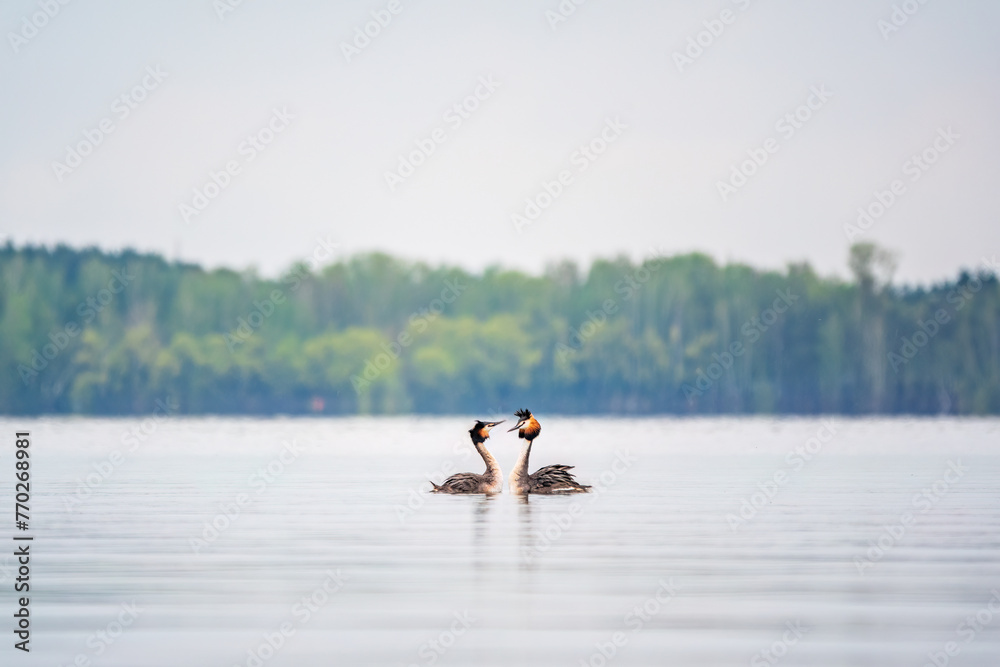 Mating games of two water birds Great Crested Grebes. Two waterfowl birds Great Crested Grebes swim in the lake with heart shaped silhouette Mating games of two water birds Great Crested Grebes. Two waterfowl birds Great Crested Grebes swim in the lake with heart shaped silhouette