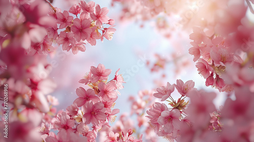 Close up of pink cherry blossoms, Concept of beauty and tranquility.
