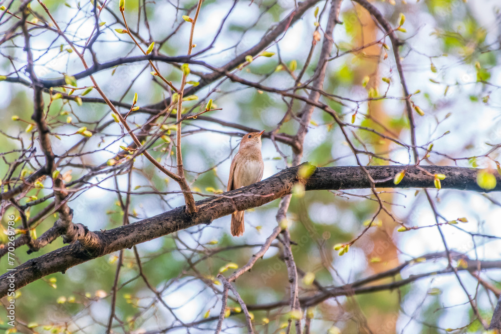Thrush Nightingale, Luscinia luscinia. A bird sits on a tree branch and sings Thrush Nightingale, Luscinia luscinia. A bird sits on a tree branch and sings