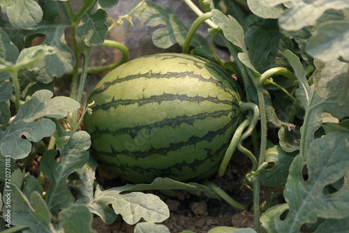 preharvest watermelon field photo