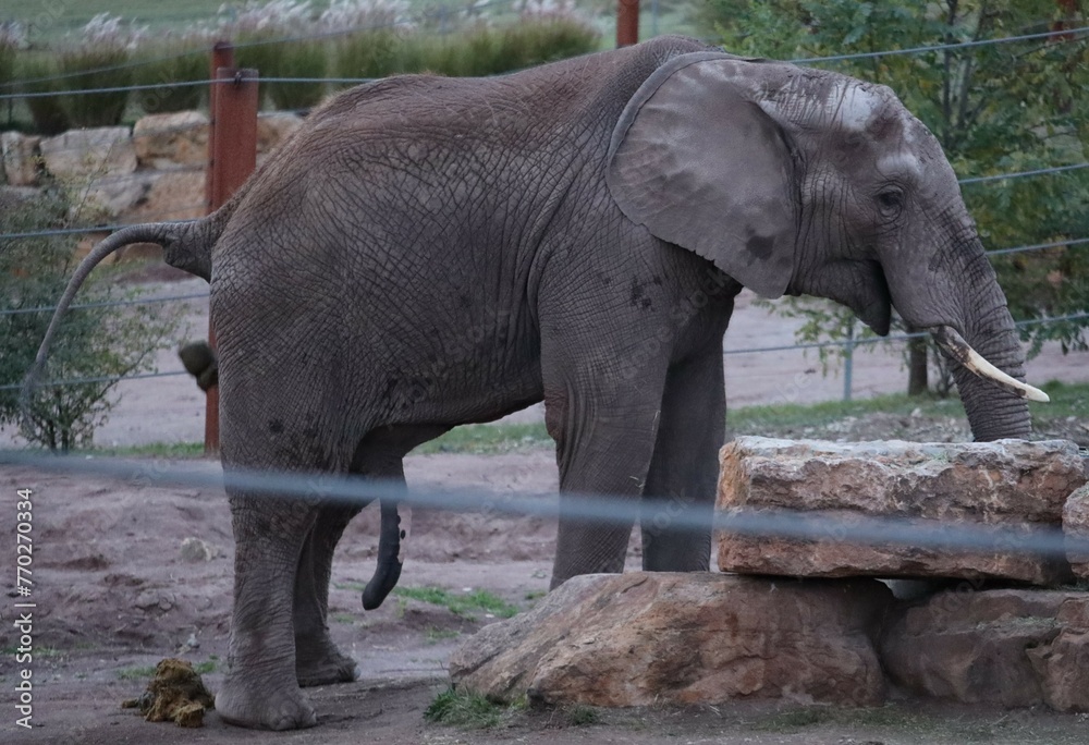 Fototapeta premium Elephant