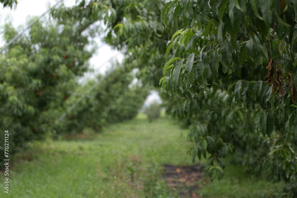 Obraz premium a garden of heavenly peach trees,landscape