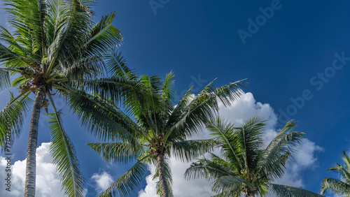 A row of palm trees against a blue sky and clouds. Spreading green leaves of the crowns diagonally.  Tropical background.