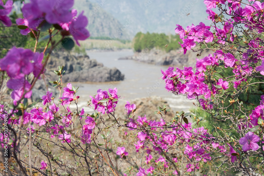 Obraz premium Teldykpen rapids on Altai river Katun. Rhododendron dauricum bushes with flowers are on foreground.