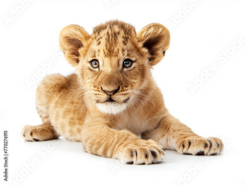 Adorable Lion Cub Posing on a White Background