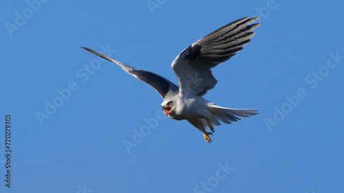 A white tailed kite in flight © Robert