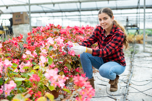 Professional smiling female florist working with pink begonia plants in pots in greenhouse