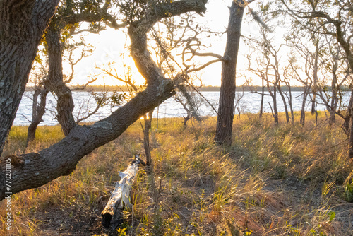 A scenic sunset view of Live Oak trees on the shore of the Cape Fear River at Carolina Beach State Park, in North Carolina. 